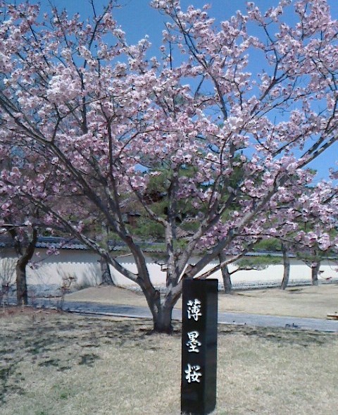 桜は満開