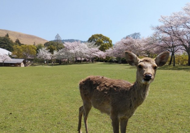 【奈良通信４月号】奈良公園・仏隆寺・天理教の桜