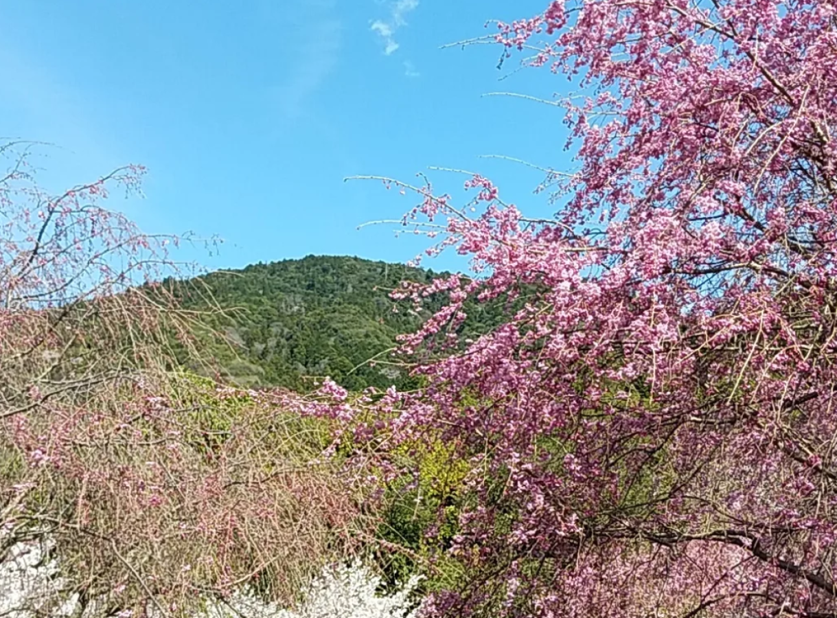 奈良通信４月号　桜特集